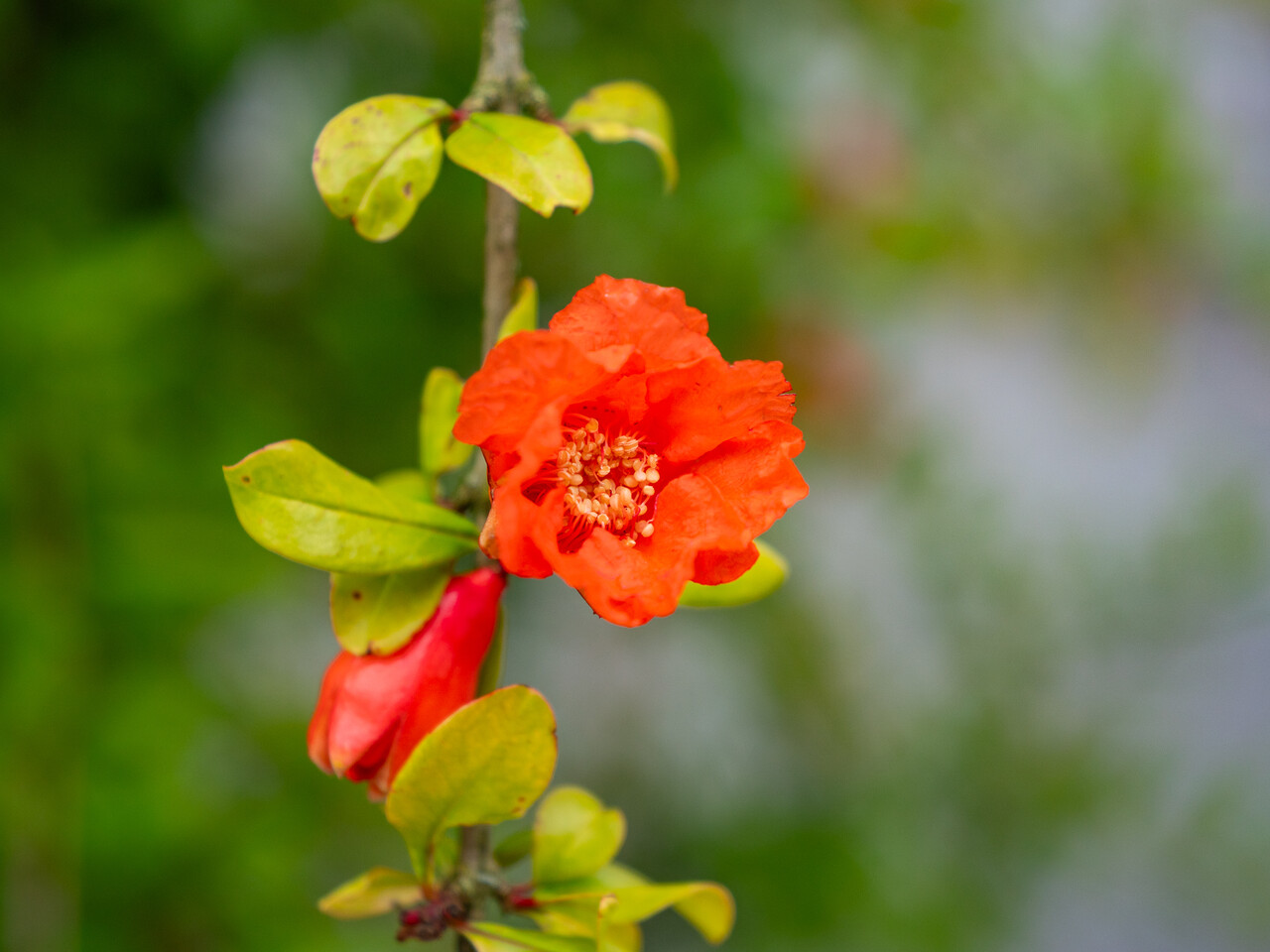 Punica granatum | Pomegranate - Van den Berk Nurseries